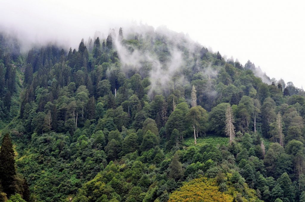 Türkiye Doğu Karadeniz Rize Ayder Yaylası Yaylalar