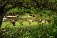 Karadeniz fotoğraf arşivi karadeniz fotoğrafları resimleri
