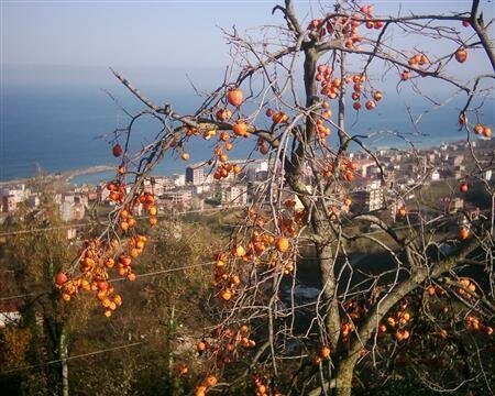 Arsin ilesi fotoraflar