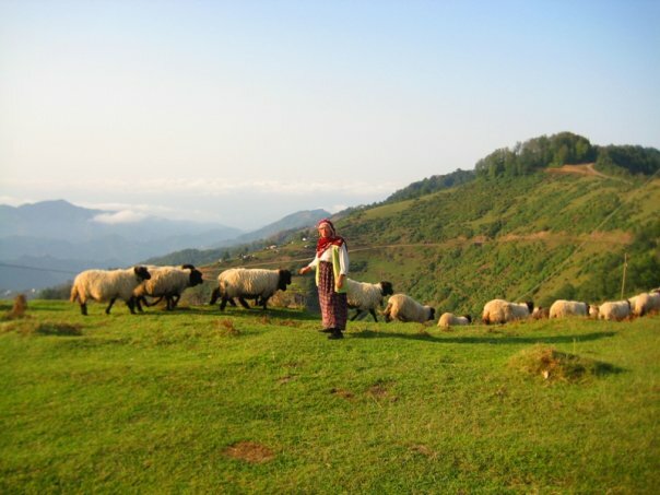 karadeniz yaylaları koyun sürüsü