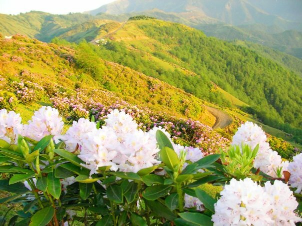 armut alanı yaylası trabzon yayla şenlikleri