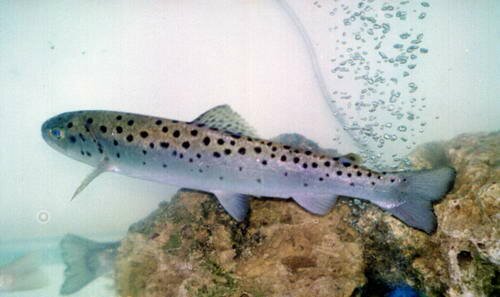 Karadeniz alası alabalık deniz alası